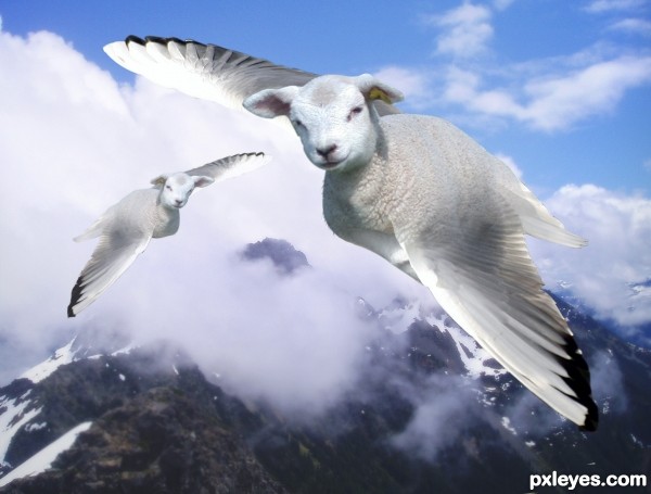Alpine Lambs